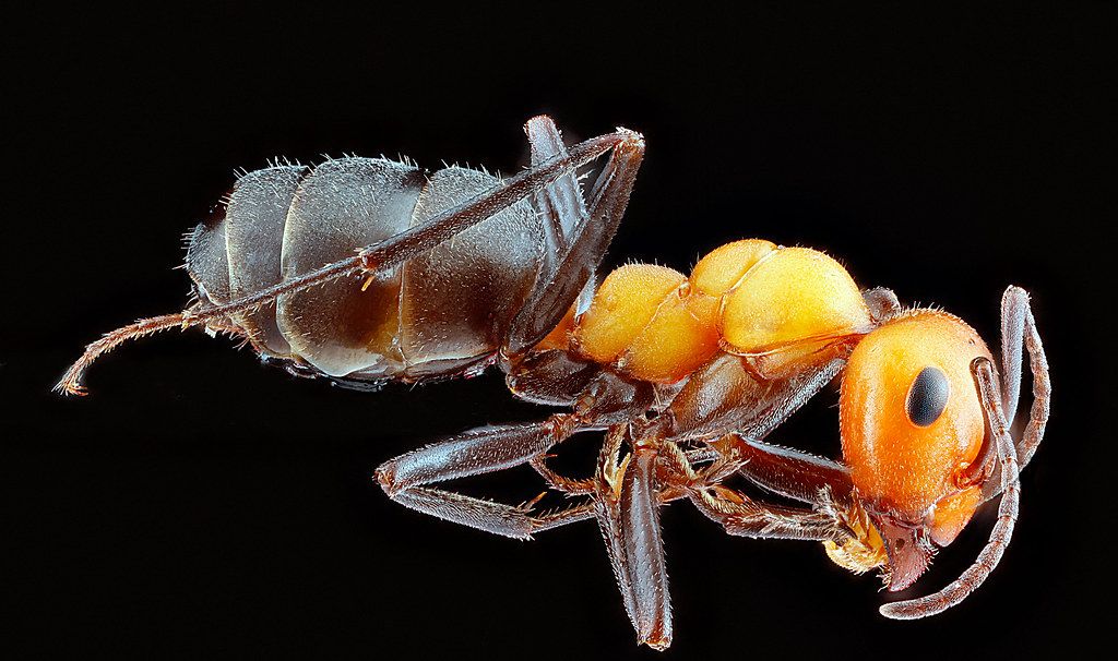 Ant Control service in Montebello, CA