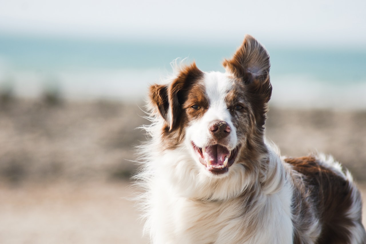 Flea & Tick Control service in Montebello, CA