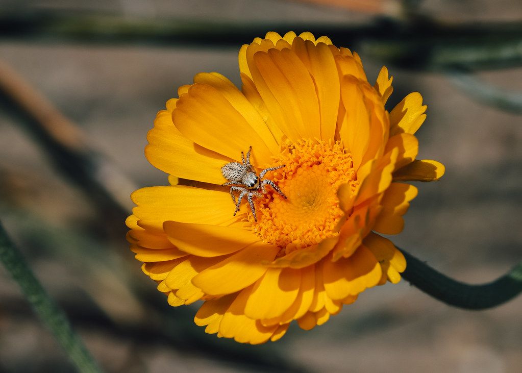 Spider Control service in Montebello, CA
